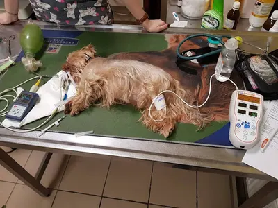 Przychodnia Weterynaryjna "Pankracy"